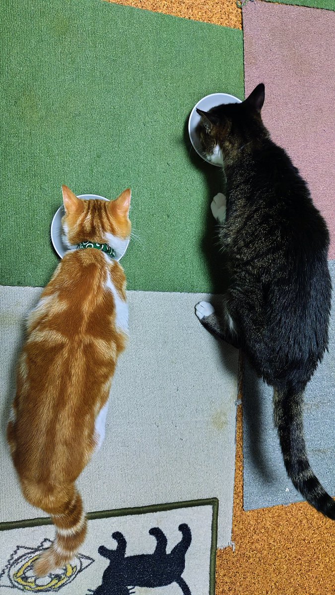 kamu0627's tweet photo. 朝ご飯 •͈౿•͈ 🍴♡  ̖́-
#マンチカン #キジシロ 
#猫好きさんと繋がりたい https://t.co/w0mn3IX6vh
