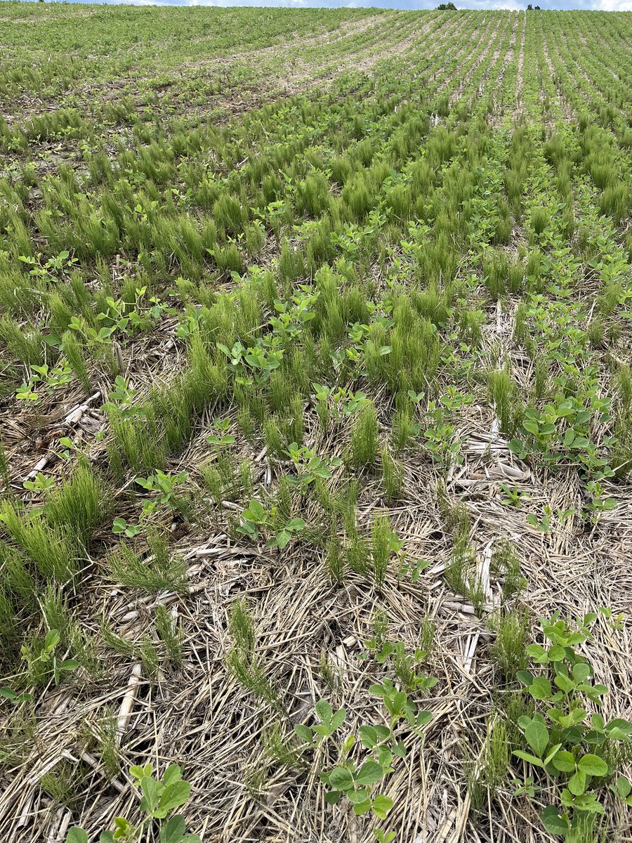 mjanders1's tweet photo. Every year I get more questions about managing field horsetail and scouring rush in row crops with few good answers available for the growers. This farmer has a patch of horsetail in every side hill seep. #ISUCrops https://t.co/zNpkJKrvp0