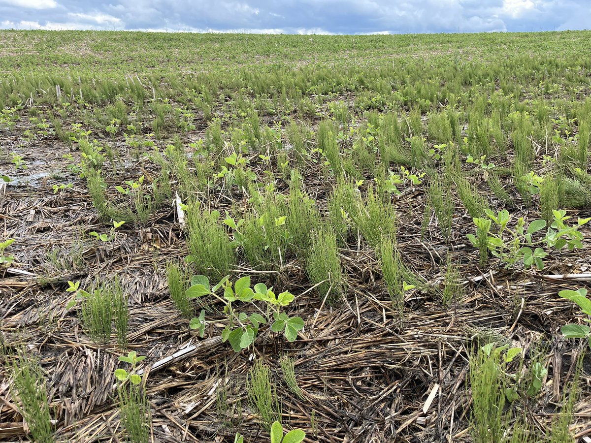 mjanders1's tweet photo. Every year I get more questions about managing field horsetail and scouring rush in row crops with few good answers available for the growers. This farmer has a patch of horsetail in every side hill seep. #ISUCrops https://t.co/zNpkJKrvp0
