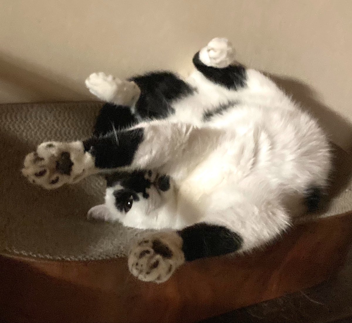 🐾ジョコダンゴ🐾 tweet media