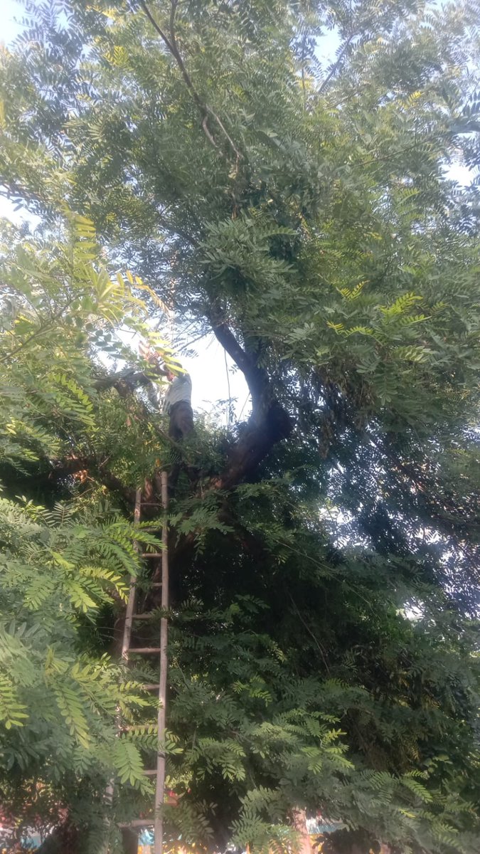 3311KV1's tweet photo. 11 kv लाइन पर आ रहे पेड़ो की छटाई का कार्य कराया गया |@aksharmaBharat @dvvnlmathura1 @UPPCLLKO @se_eudcmathura https://t.co/sIqPFS9MBv