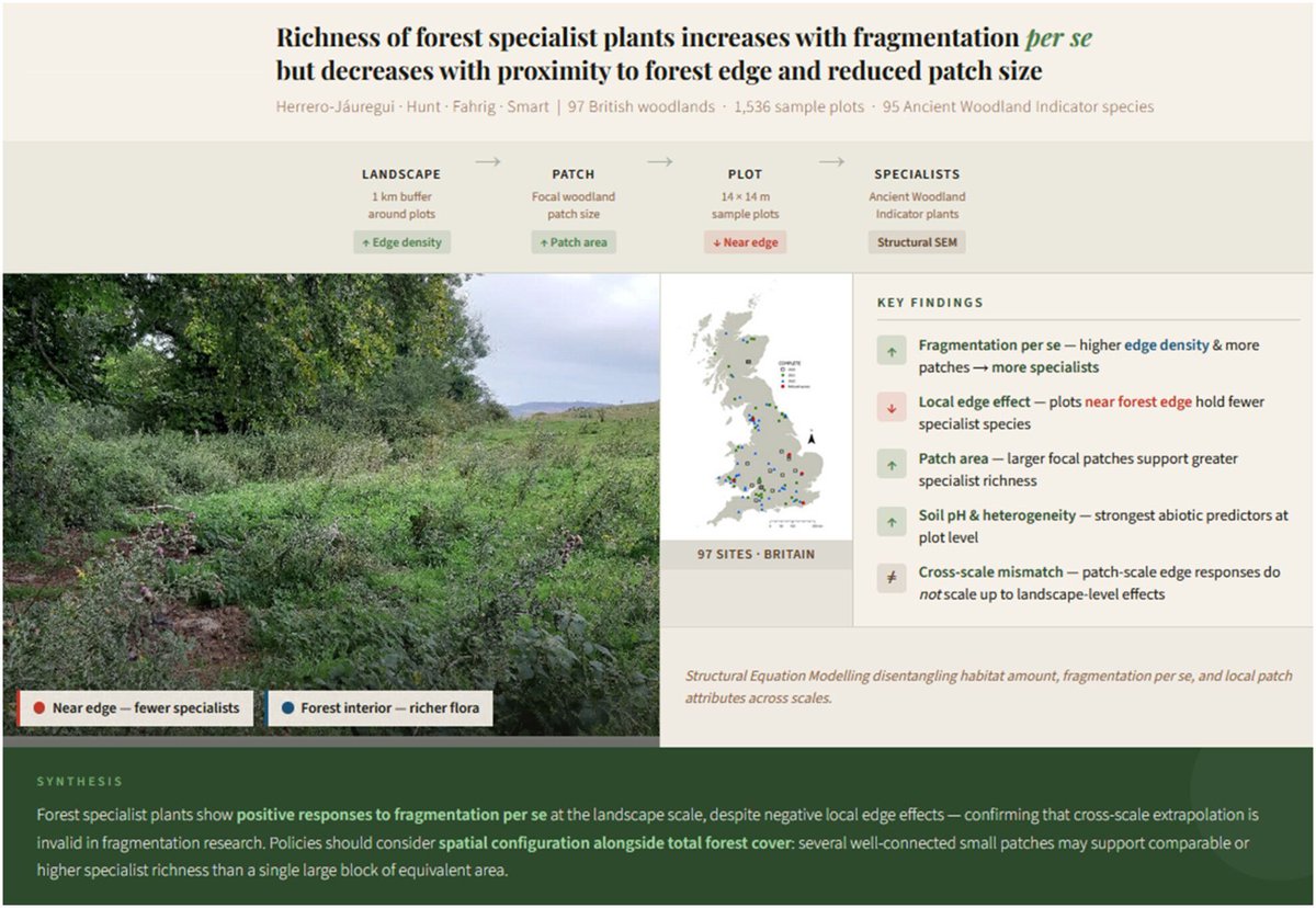 JEcology's tweet photo. 🌳 Woodland landscapes with more edges and heterogeneous plots support higher specialist plant diversity, even when local edge effects are negative. Scale matters in fragmentation research 👉️ https://t.co/h3l1GyKckQ https://t.co/YRH3M2Bd5X