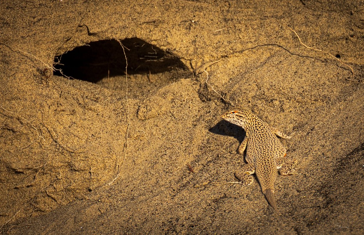 AnzaBResearch's tweet photo. Colorado Desert fringe-toed lizard about to enter this burrow in the Borrego Badlands (6/16/26). Photo: Sicco Rood https://t.co/pd9feywugv
