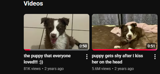 ReachOnError's tweet photo. This dog tessa has almost 6 million views on youtube and it is og....  lets get the first runner of the morning going! https://t.co/qzUgYZ1zga
