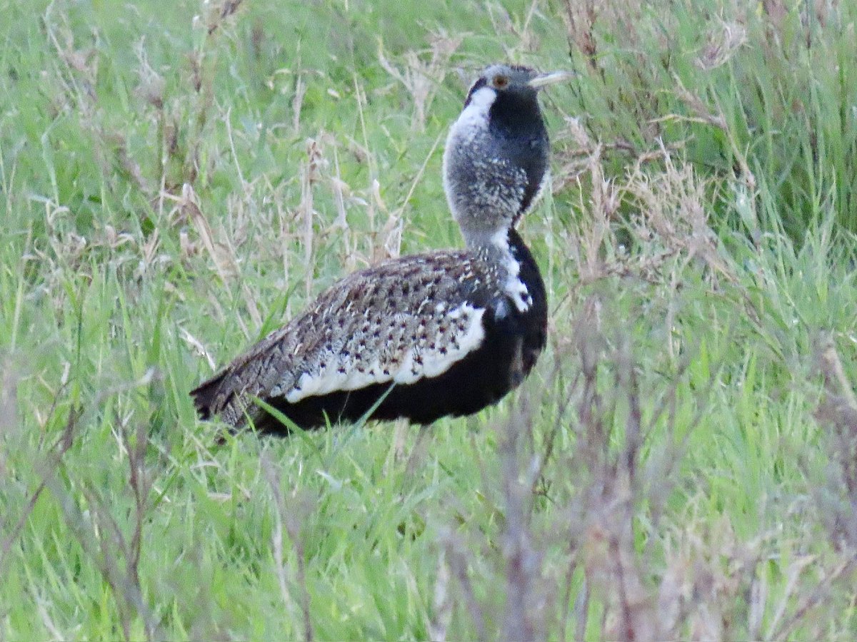 arrivedeh's tweet photo. A black-bellied bustard in low lighting near dusk at Mkomazi Park, Tanzania. Impressive birds.
#BirdsSeenIn2026 #birdphotography #bustards #birdwatching #birding #lifer #Mkomazi https://t.co/L5e8RA9i5r