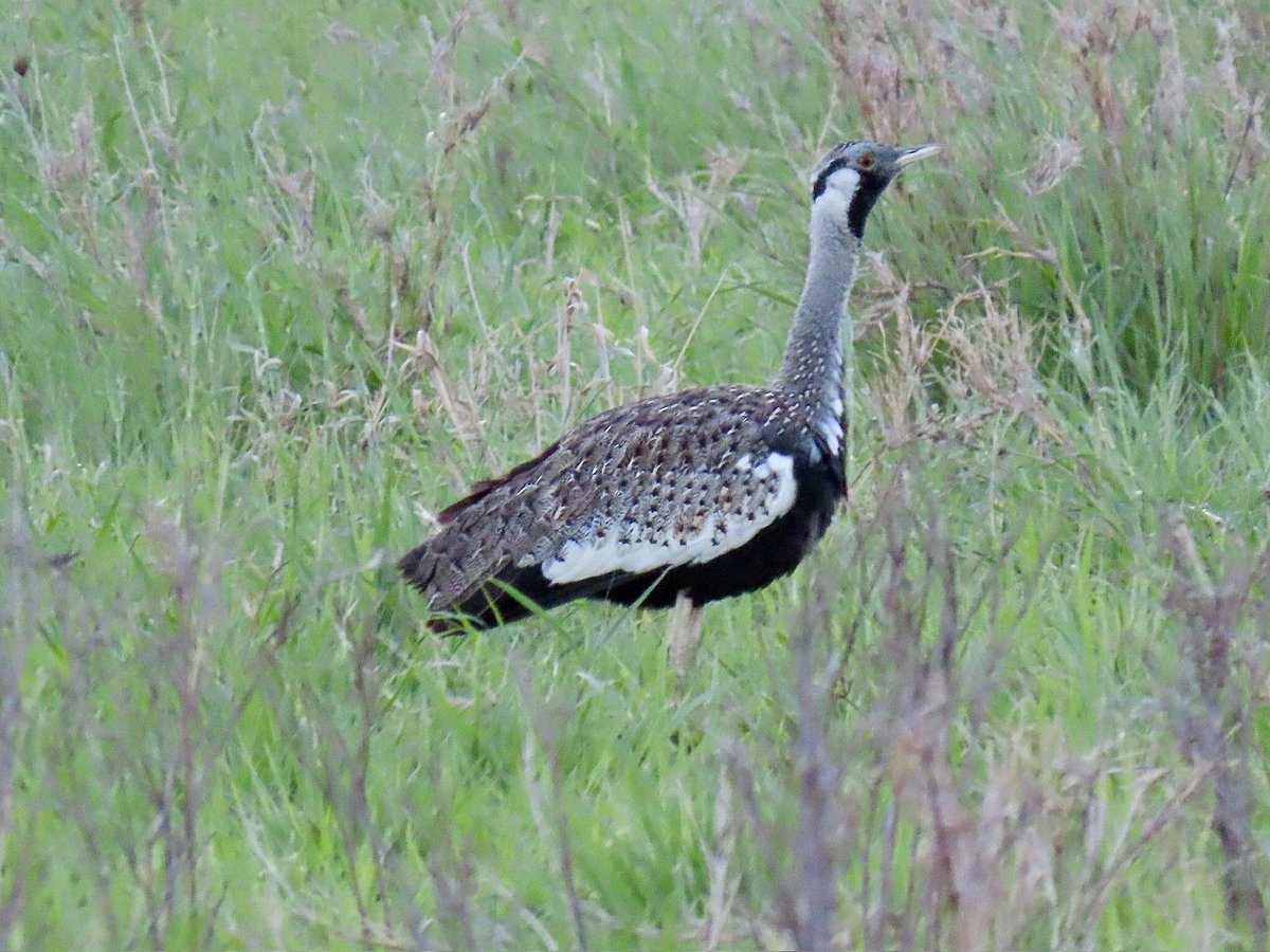 arrivedeh's tweet photo. A black-bellied bustard in low lighting near dusk at Mkomazi Park, Tanzania. Impressive birds.
#BirdsSeenIn2026 #birdphotography #bustards #birdwatching #birding #lifer #Mkomazi https://t.co/L5e8RA9i5r