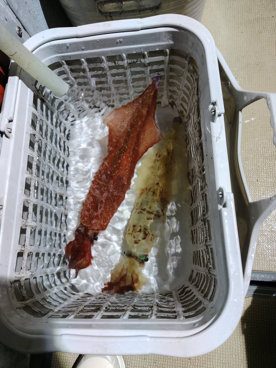 mtmtkohlan's tweet photo. まだ早かったか…2杯しか釣れず🦑（この日のブービー）
ただ2杯とも20センチ超えでサイズは一番デカかった😁 https://t.co/gmHRyHbMeq