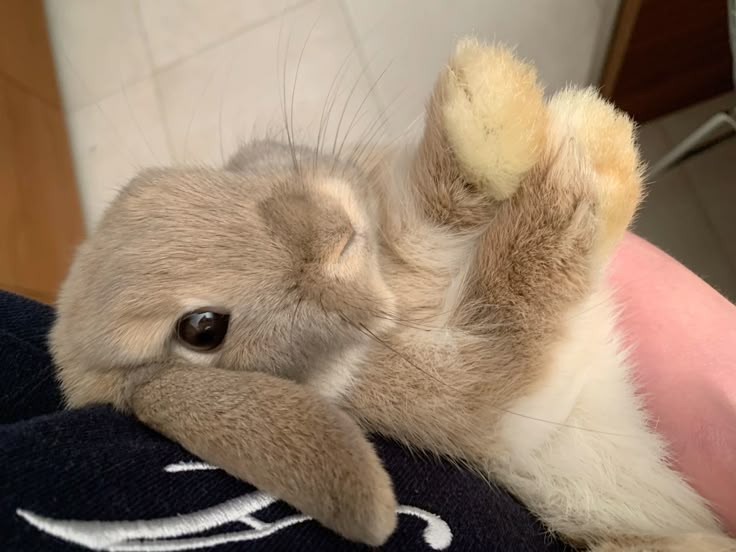 bunnydailylife's tweet photo. Taking her to my work place today 😄🤭 https://t.co/Q4teus1ako