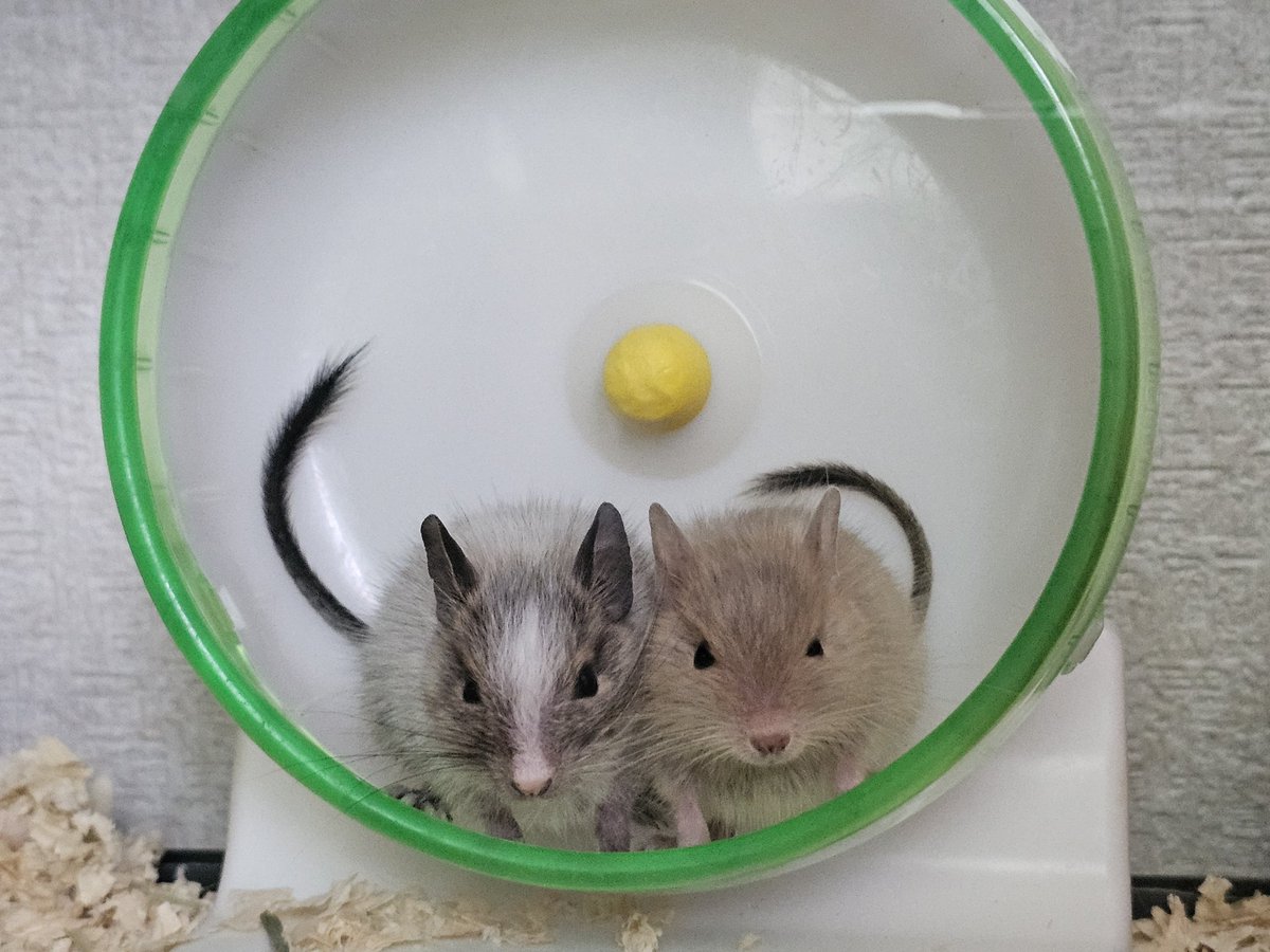 LUNA_8823's tweet photo. デグーのカラーがなかなか謎。
サンドとパイドからサンドが産まれたりイエローパイドが産まれるのはともかく、アグーチが出てきたり
なんか白黒茶の3色(濃薄？)のが生まれたり https://t.co/pwM7S73BT6
