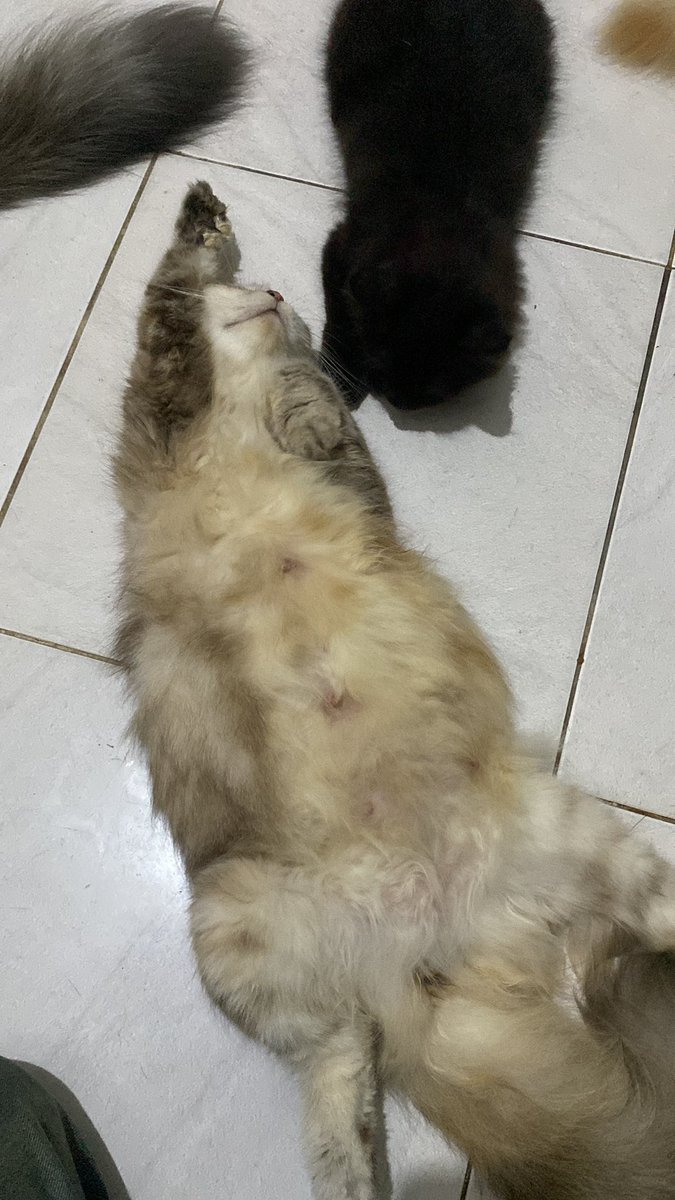 viona_reee's tweet photo. be liat be bumil ni ngasal banget kalo tidur @Rilly_JKT48 😭 https://t.co/hisGtMKn8F