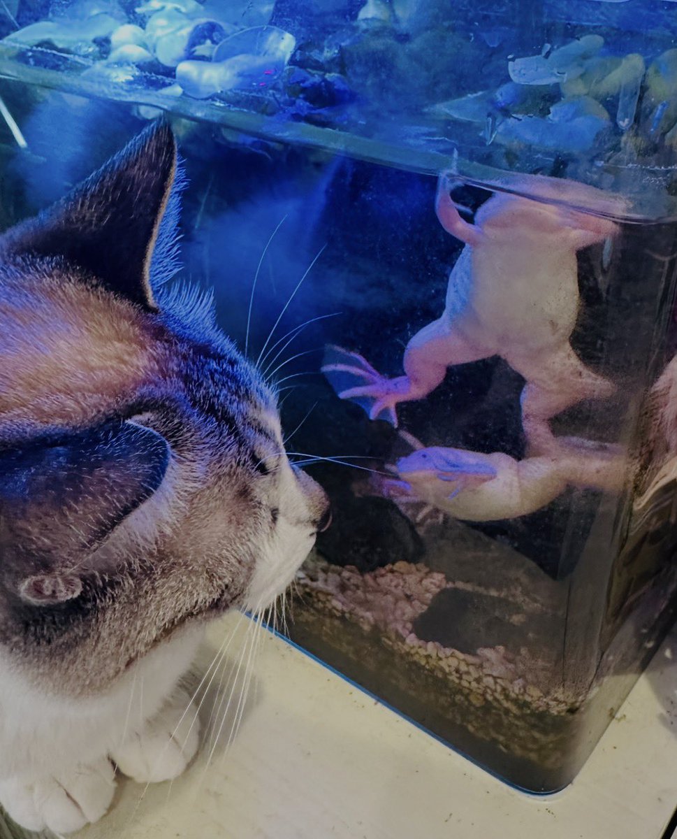 ぴえん猫ミント (@piennekomint) / Posts and Replies / X