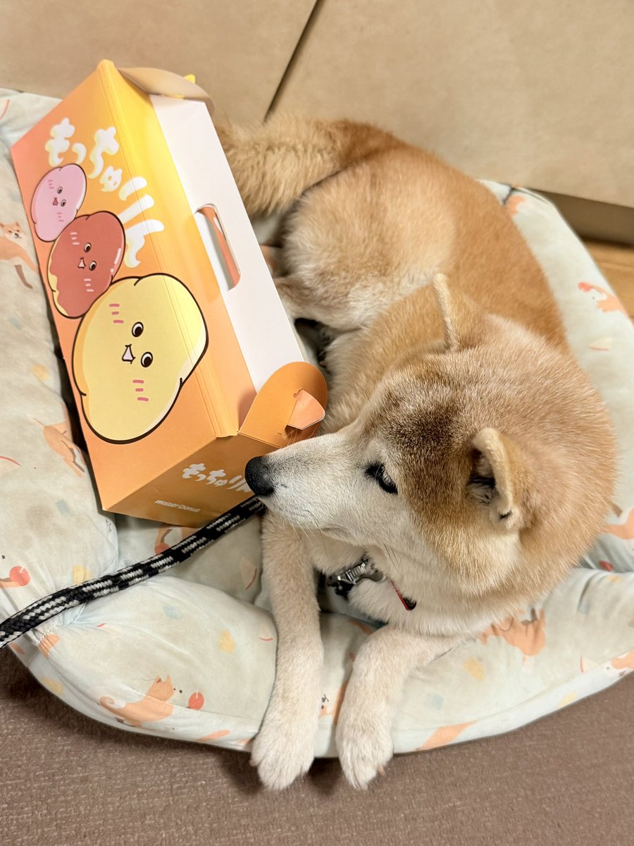 spitz__dog's tweet photo. イッヌmeetsもっちゅりん https://t.co/VYDqqelsoc
