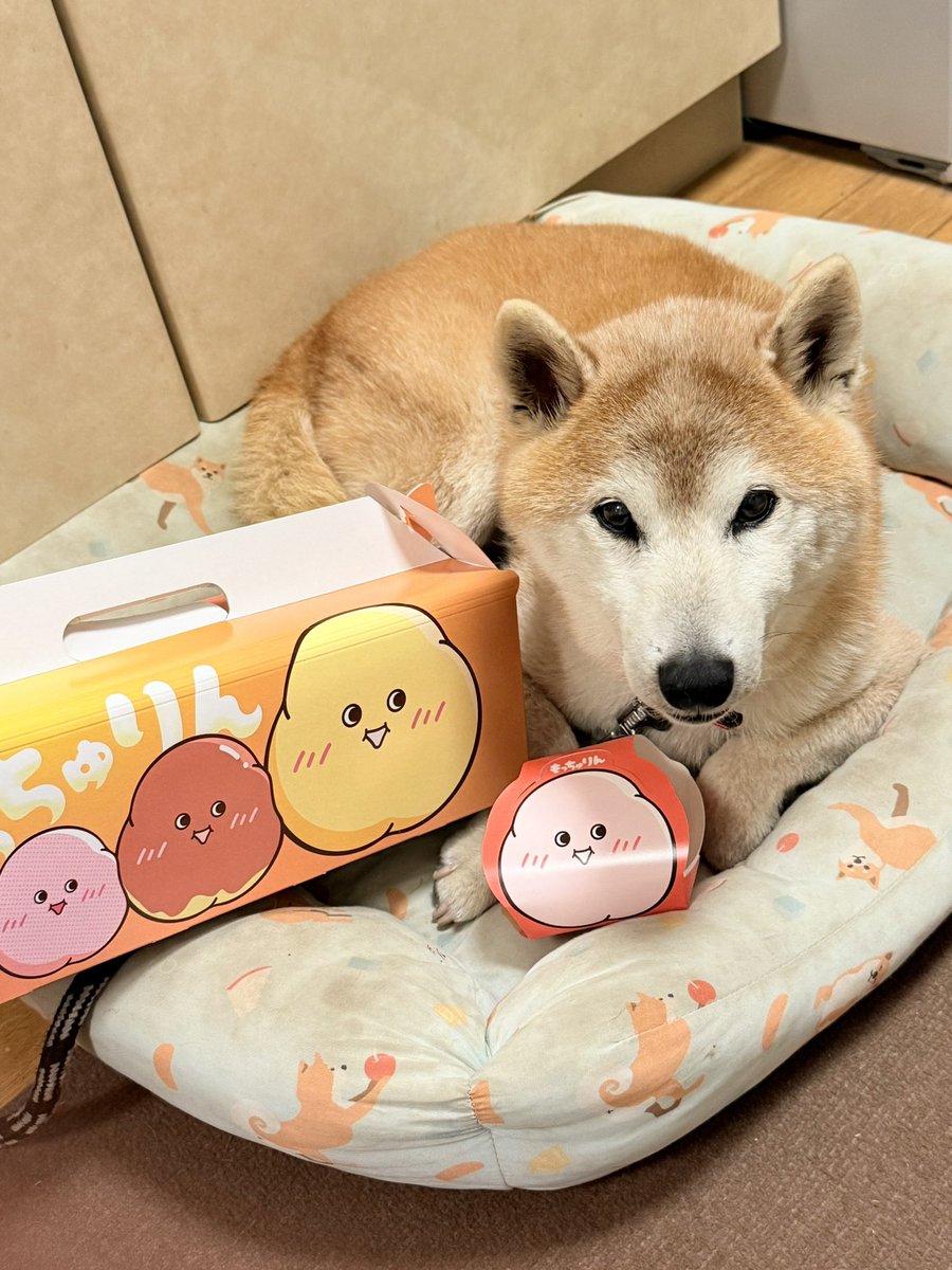 spitz__dog's tweet photo. イッヌmeetsもっちゅりん https://t.co/VYDqqelsoc
