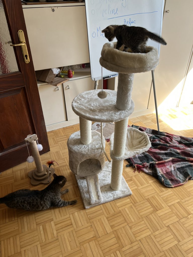 feofanov's tweet photo. Сербские котоводы! Вот эта бандура сейчас продается в лидле по 4к динар! https://t.co/amWc1REIPQ