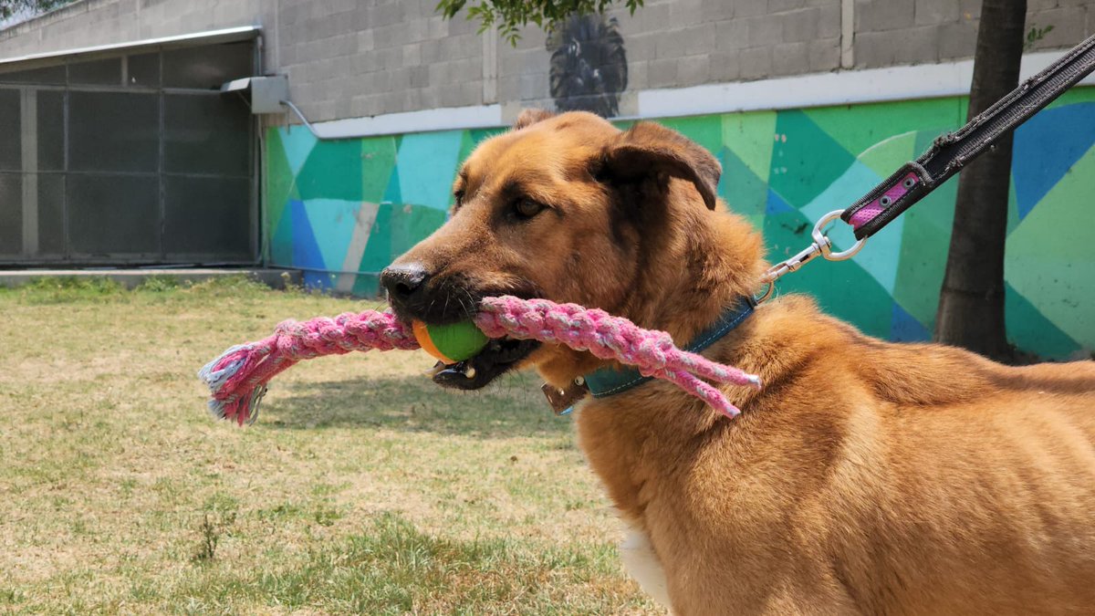 MetroCDMX's tweet photo. Todos los perritos rescatados en las instalaciones de la red, son trasladados al @ctcdelmetro, lugar donde son valorados por médicos veterinarios. Si deseas darle la oportunidad algún lomito, consulta: https://t.co/a2rSGOjLEV 🐾 #AUnMetroDeSuHogar #AdoptaNoCompres 🐶🏡 https://t.co/BUoz6LUsp7