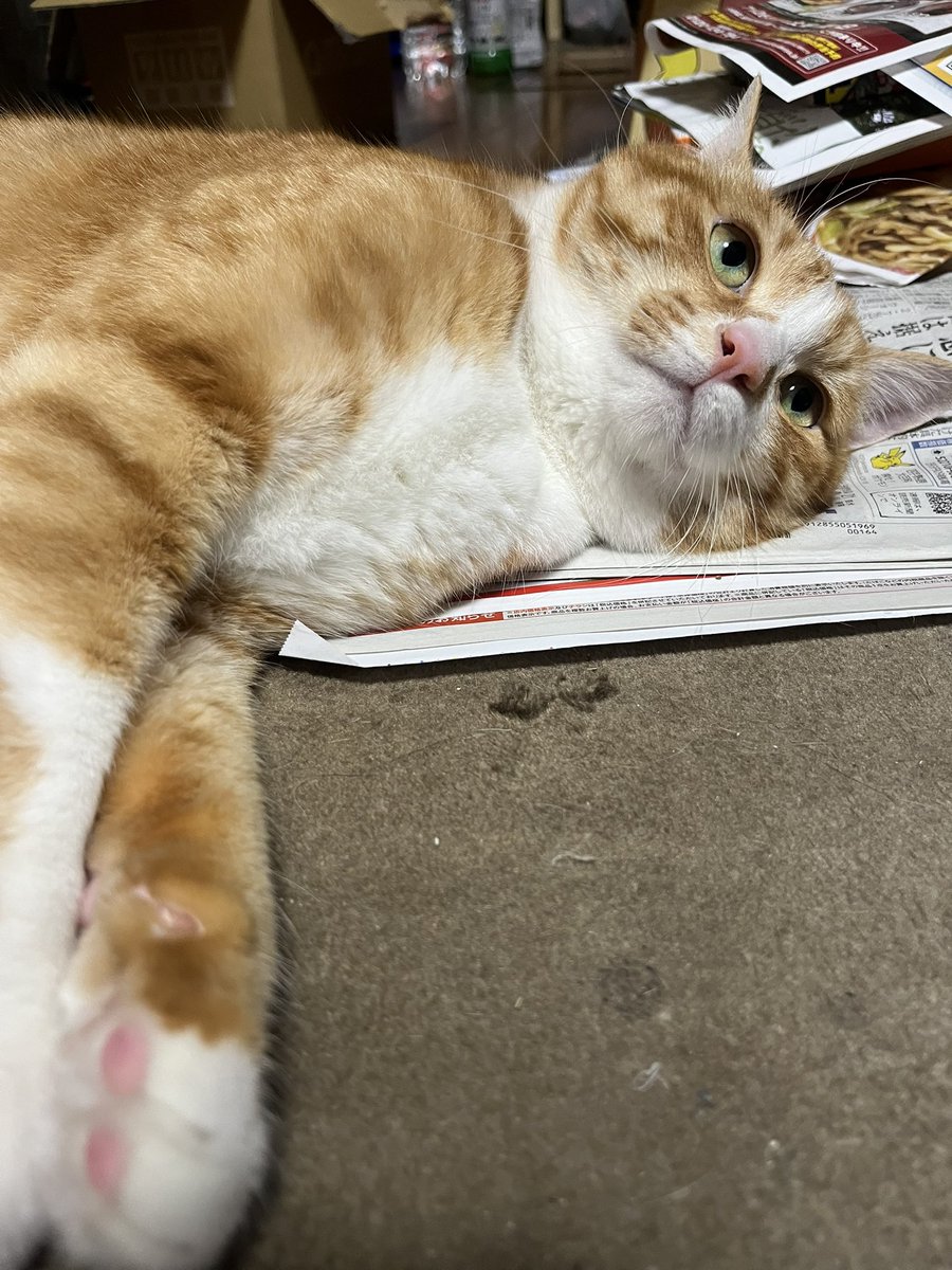 OctBlySDRwpyIPc's tweet photo. 保険119日目

不服そうな態度

 #猫  #猫動画  #猫のいる幸せ  #猫好きさんと繋がりたい https://t.co/r2OZhBuQfH