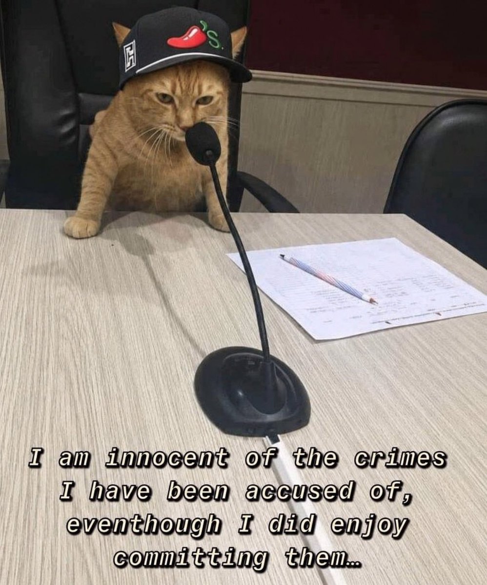 🦁🌶️Cat🌶️🦁 tweet media