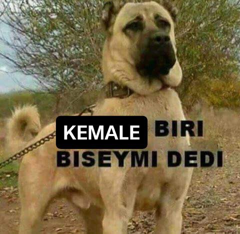 néhır tweet media