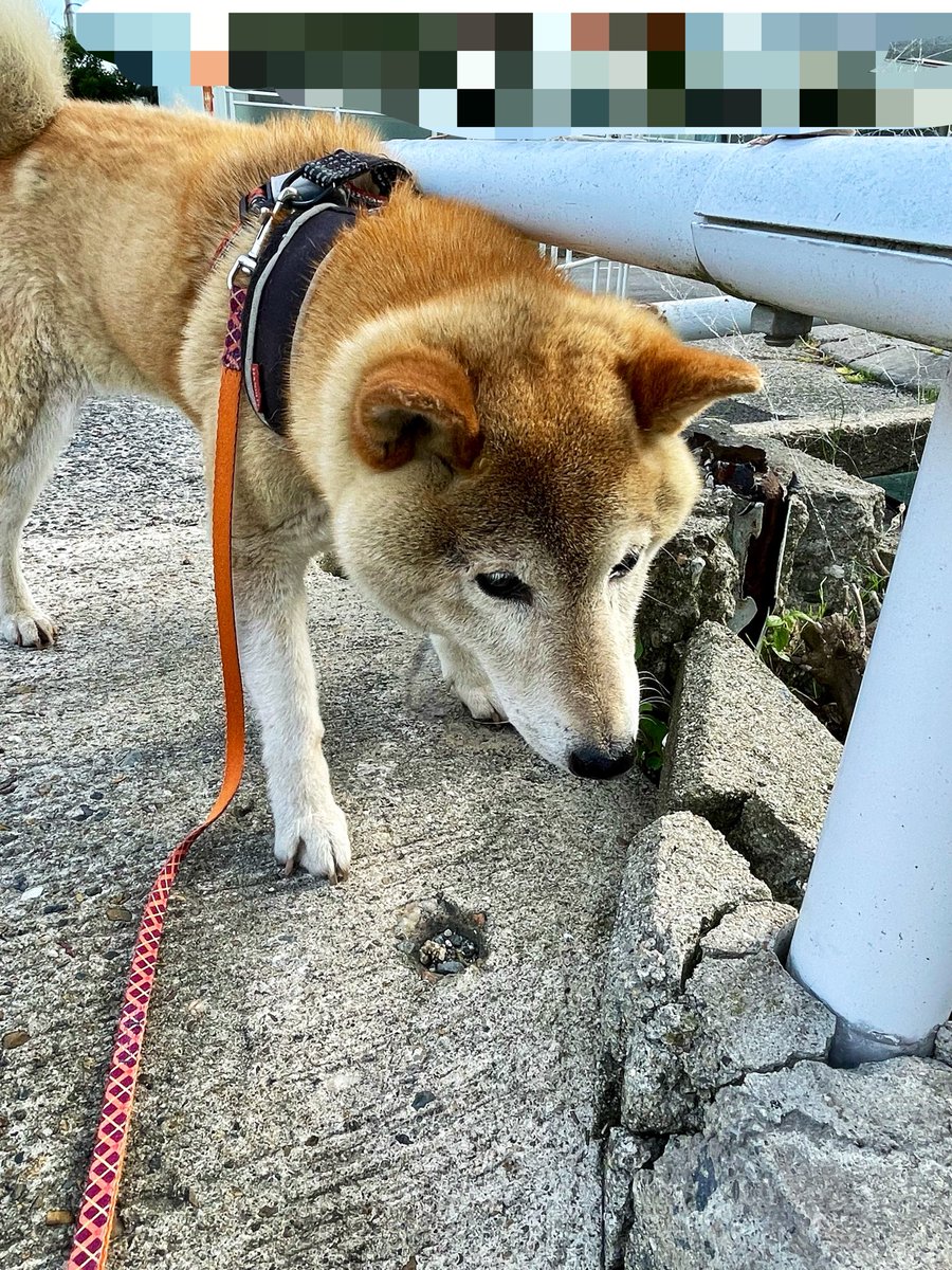 LbsrVrr's tweet photo. こういうところが気になるんですよな犬
#犬 #柴犬 #柴犬がいる暮らし #柴犬のいる幸せ #柴犬のいる生活 #柴犬大好き #しばいぬ #いぬすたぐらむ #dog #POCHI https://t.co/mNzTq4cafO