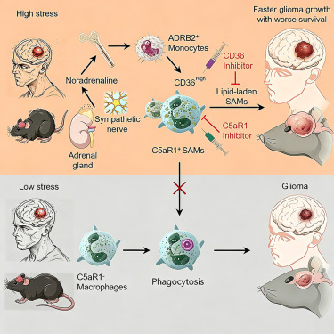 Cancer Cell tweet media