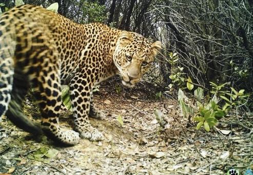FelidaeFund's tweet photo. The Javan leopard occurs only on the Indonesian island of Java and is classified as endangered since 2021, with populations reaching critically low numbers. But efforts to improve connectivity may help prevent extinction.

https://t.co/oLwCplTMNl https://t.co/eNy4HbDTqi