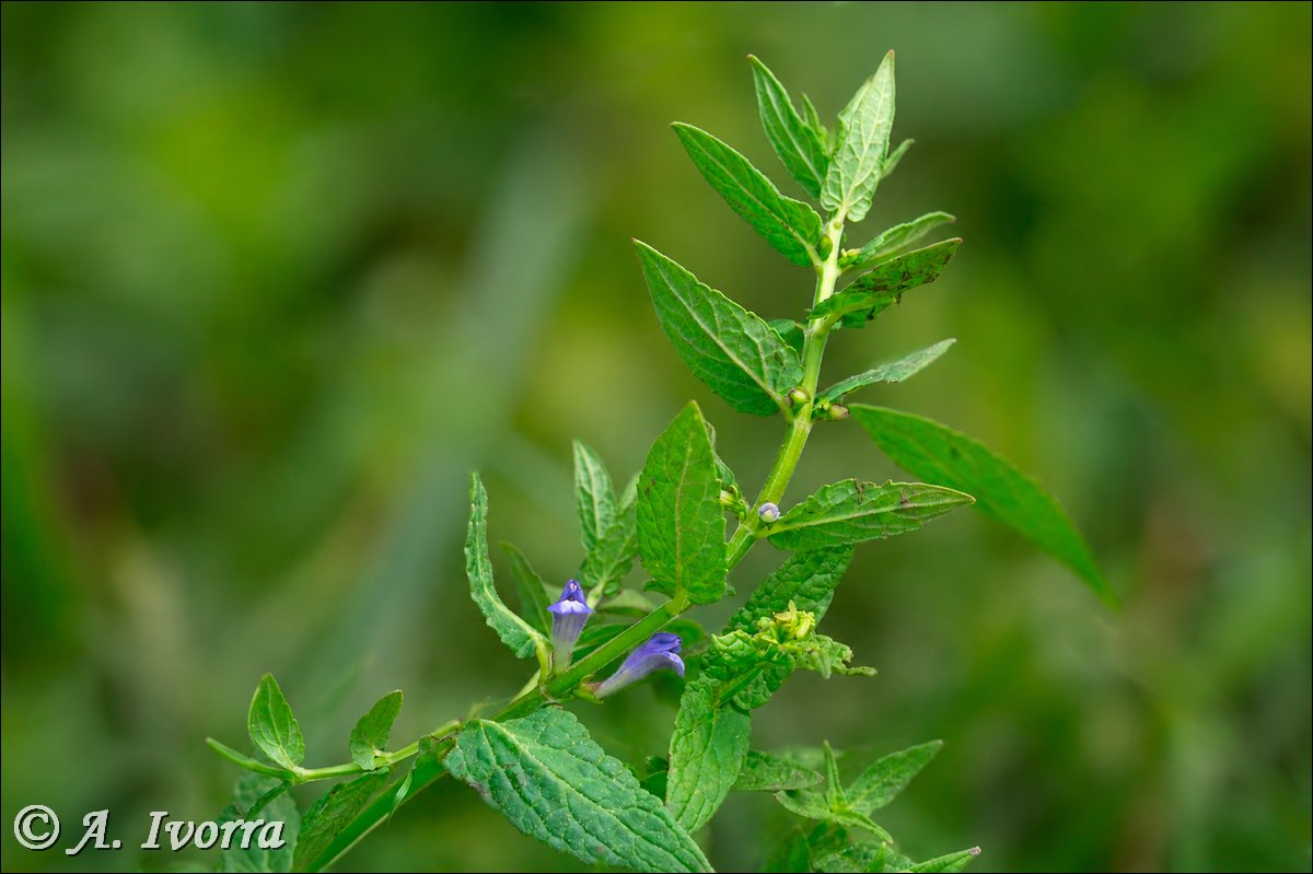 AndresIvorra's tweet photo. Scutellaria galericulata
Sierra de Los Filabres (Almería) - Junio https://t.co/GJEWvR4Rut