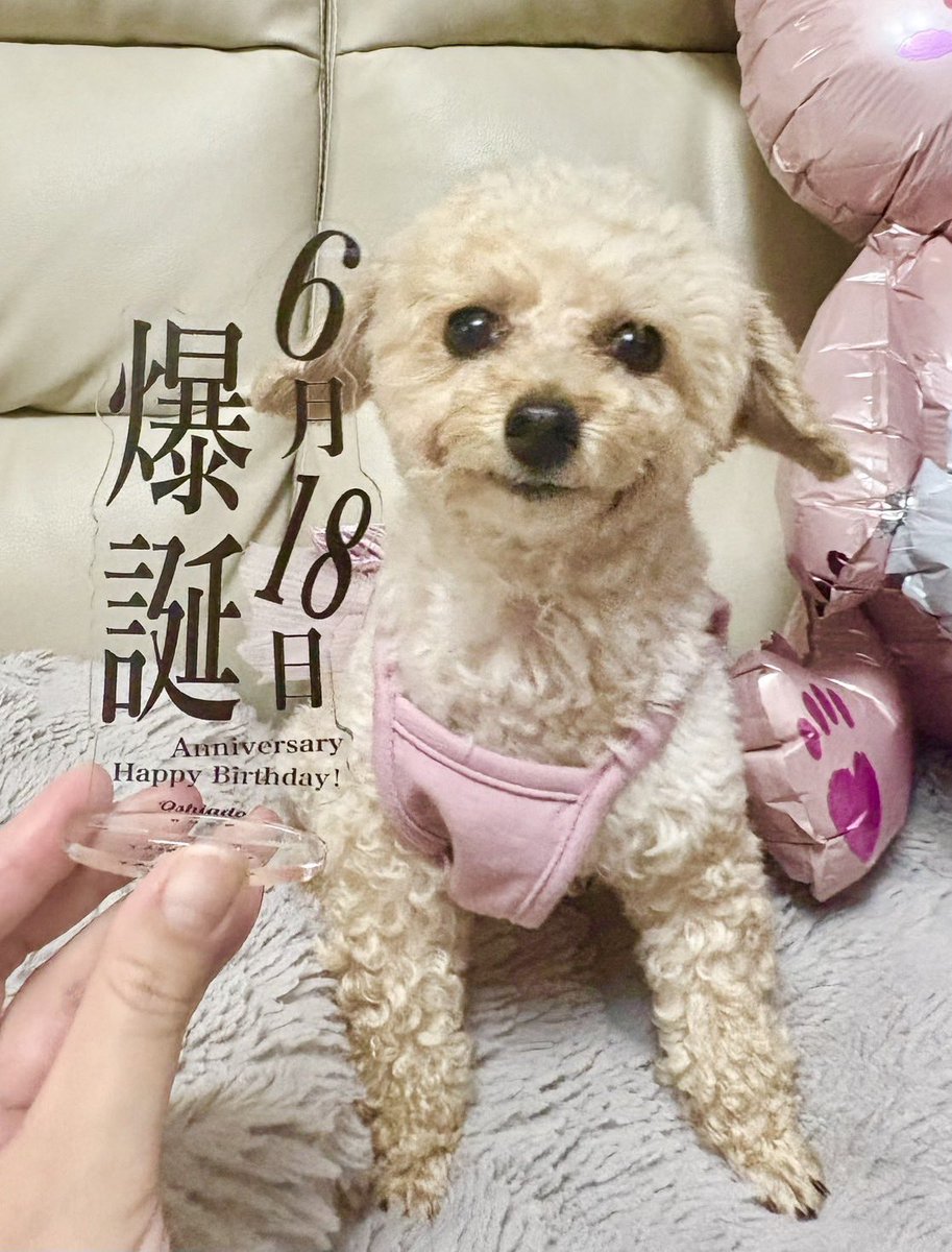 chocosuzoo's tweet photo. こすず、9歳！
おめでとう🎉🎈 https://t.co/2eYbeMoFP6