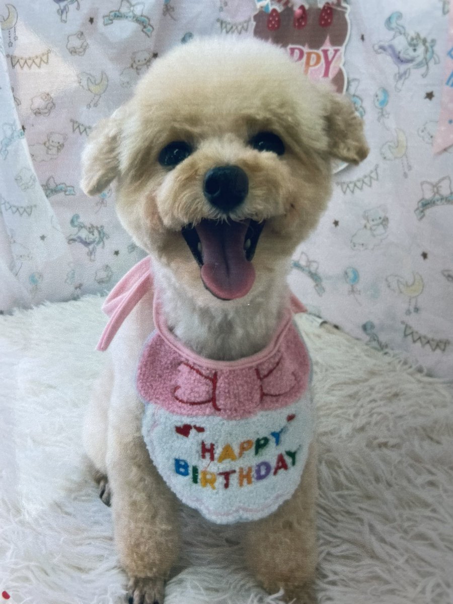 chocosuzoo's tweet photo. こすず、9歳！
おめでとう🎉🎈 https://t.co/2eYbeMoFP6