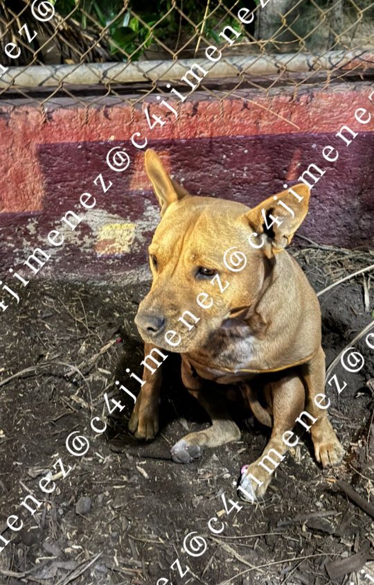 soyluisgabriel1's tweet photo. 😡🗯️ La @SSC_CDMX ya detuvo al sujeto que, con cuchillo en mano, intentó matar a un perrito en el Bosque de Nativitas, en @XochimilcoAl. El can fue rescatado. 🐾

Vía: @c4jimenez https://t.co/ckUmsOMkk9