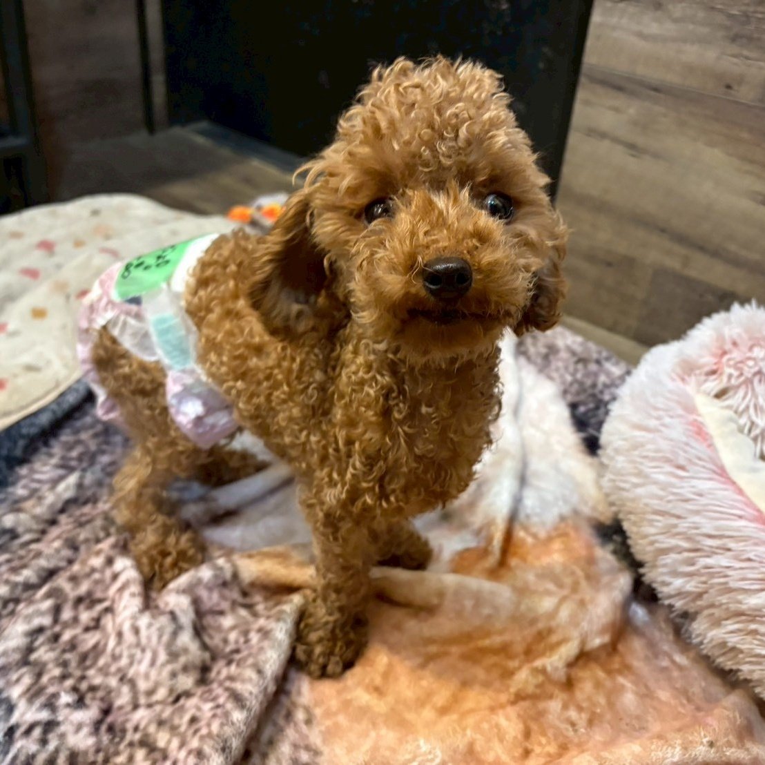 hogokencafet's tweet photo. #里親さま募集中
⁡
´•ᴥ•`🐾フィッティ
#トイプードル/女の子/2025.6.22生(11ヶ月)/2.16kg

間もなく1歳のお誕生日を迎えるフィッちゃん。

最近は遂に私達スタッフを「知ってる人」と認識してくれたようで、手をなめてくれたりして仔犬さんらしく甘えてくれるようになりました❤ https://t.co/8qUN0nt8Y9
