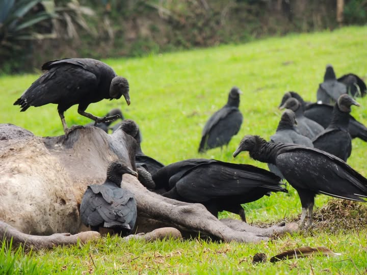 TumbacoDiverso's tweet photo. #AvesDelValle 📷
Gallinazo de cabeza negra
Su nombre significa" ATRATUS: "el que viste de luto". Son purificadores del ambiente, sin ellos el planeta no estaría limpio, su labor en el  ecosistema es irremplazable.
Texto y fotografía de Johnny Sanchez en #Checa.
#valledetumbaco https://t.co/aWzftgCkBf