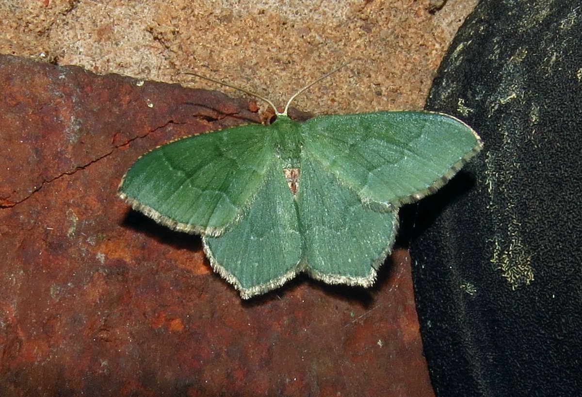 angegarrod's tweet photo. The moth that got me in to mothing and recording for BC in 2007...the gorgeous Common Emerald. NFY.

#mothsmatter #teammoth #leps #insects #springwatch https://t.co/K91YxaX9Fu