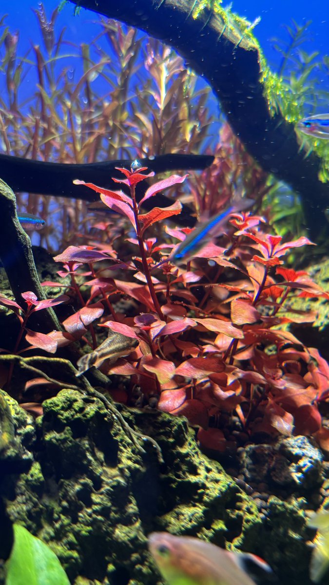 MhwibMj's tweet photo. ルドヴィジアが1番好きな水草です！
美すぃ
 #水草 #アクアリウム https://t.co/6e3LCkxmLq