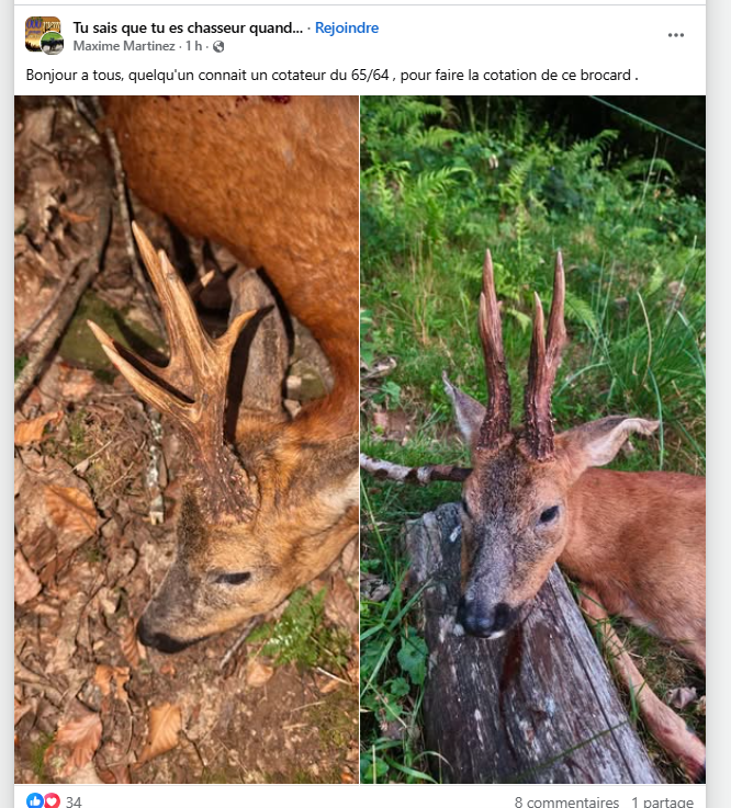 KFranc91's tweet photo. Comme quoi, les chasseurs s'en foutent pas mal de la régulation, ce qui les intéressent avant tout, c'est le trophée...
Le trophée du cadavre... 🤮
Une belle connerie, la chasse...
une belle connerie pour tarés sous-développés... https://t.co/CxD7B09Ntg