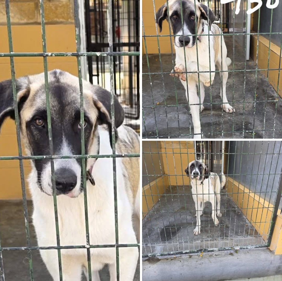 clarcadi's tweet photo. Rt.
Solo tiene 10 meses y la han separado de su madre para meterla en perrera de Jerez 😥
Es solo una bebe y llora de dia y de noche,no entiende que hace ahi🥺
Ayuda🆘️🚨 lo suplico,tiene una pena enorme💔
Le das un hogar?🙏🏻
Pido ayuda tb a protectoras @LASAnimal 🙏
☎️ 629879220 https://t.co/1mLcCYJPSs