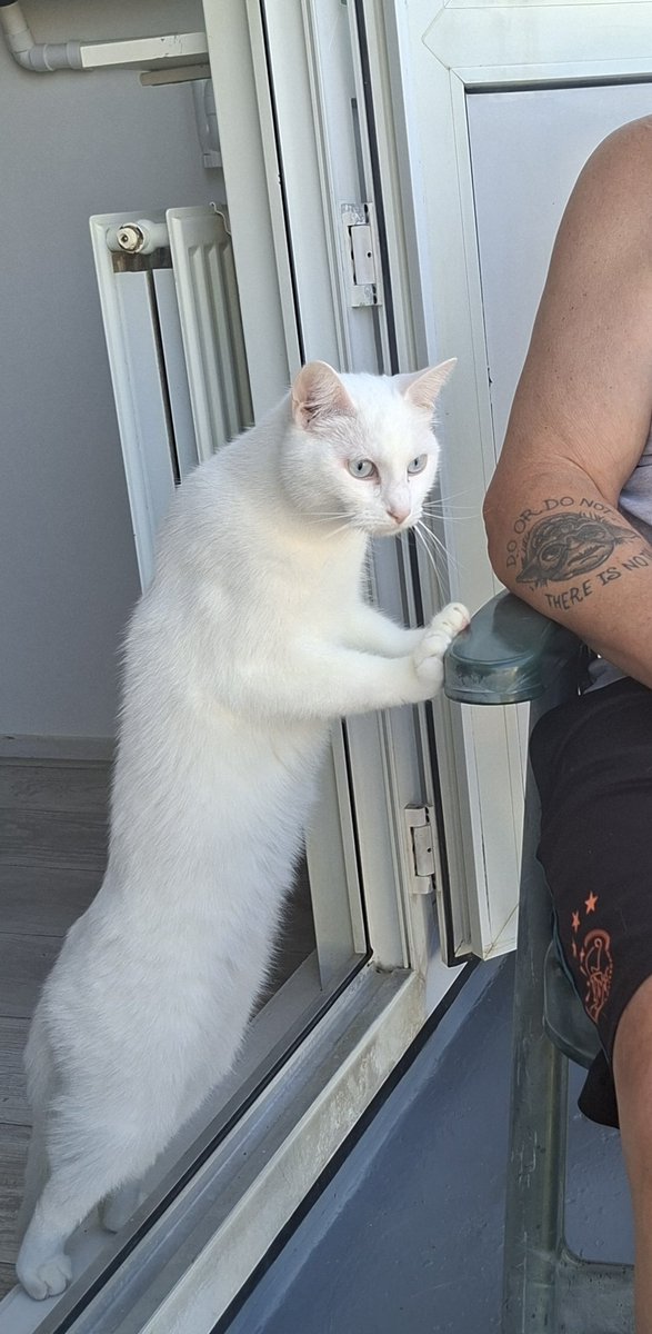 daantje_020's tweet photo. De buurtwacht houd alles nauwlettend in de gaten hoor, net een oud wijf 🤣🙈
#cats #catsofx #teamterror https://t.co/HTV3LNC8xx