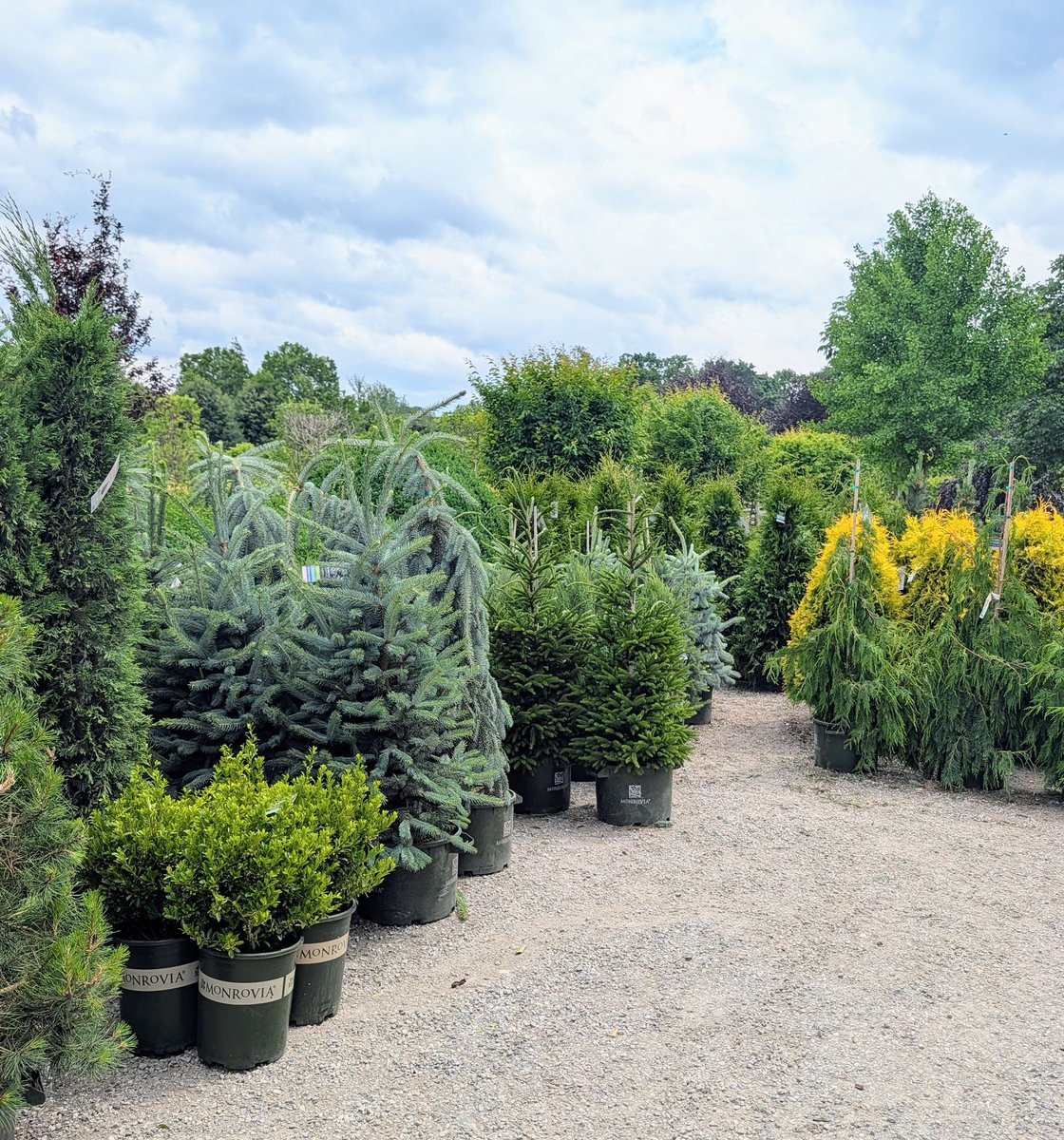 MarthaStewart's tweet photo. It’s always so rewarding to know well cared for perennials will return year after year, often becoming more lush and more resilient with each passing season. Recently, I received a large assortment of beautiful plants grown by Monrovia. See today’s https://t.co/rZ2hRP1D2i. https://t.co/7x7VzevL2I