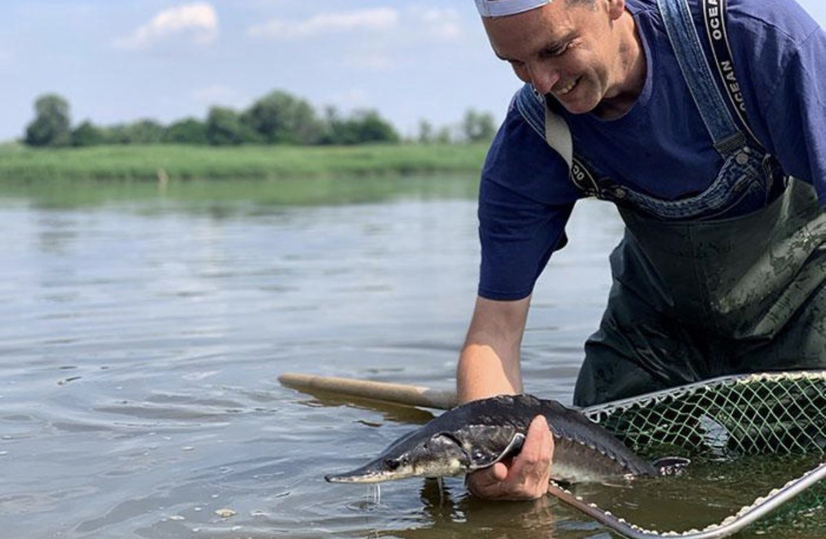 Sturnet_24's tweet photo. 🐟 Sturgeons are making a comeback in Europe.

German conservation programmes continue supporting the recovery of Atlantic and Baltic sturgeon populations through breeding, monitoring, and reintroduction initiatives.

🌍 https://t.co/XthPGpVOjh

#SturNet #EU https://t.co/ViZbStKNq9