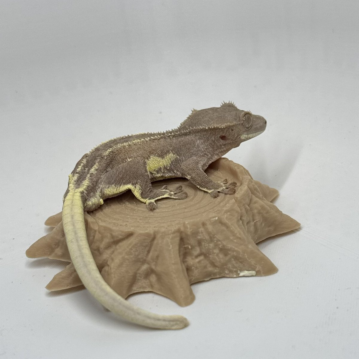 RadEye_Cresties's tweet photo. 2025.8.5→2025.11.6
レッドファントムリリー ♂
#crestedgecko #クレスフェス
#RadEye https://t.co/HhKjzOegcM