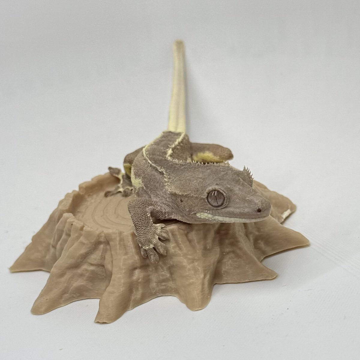 RadEye_Cresties's tweet photo. 2025.8.5→2025.11.6
レッドファントムリリー ♂
#crestedgecko #クレスフェス
#RadEye https://t.co/HhKjzOegcM
