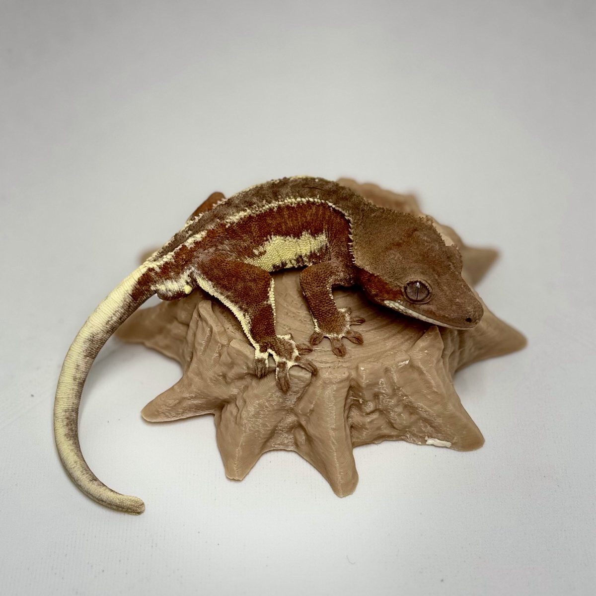 RadEye_Cresties's tweet photo. 2025.8.5→2025.11.6
レッドファントムリリー ♂
#crestedgecko #クレスフェス
#RadEye https://t.co/HhKjzOegcM