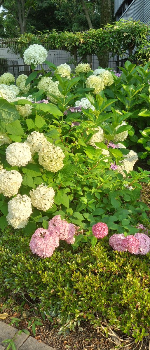 ヘイレン👼🇯🇵0730 陽☀ tweet media
