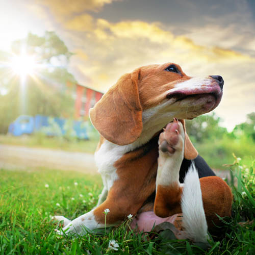 vetselection's tweet photo. ¡Ya está aquí el calor!

¿Estás protegiendo adecuadamente a tu perro?

Conoce toda nuestra gama de antiparasitarios de todos los formatos: pipetas, collares, comprimidos, sprays…

https://t.co/OEfgZEIbx2 https://t.co/QLsG4vpZFD