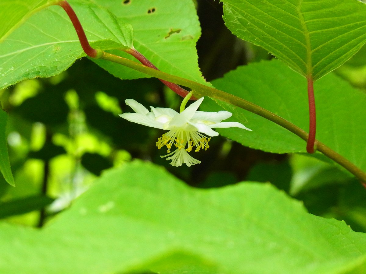 rhodeuxp's tweet photo. マタタビの花は下向きに咲く https://t.co/cNKBwNr12n