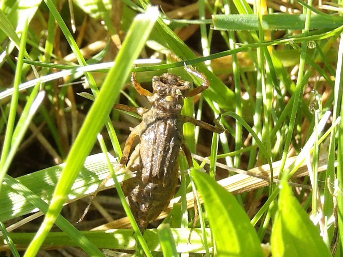 ParrackDave's tweet photo. At the lake this morning. Dragonfly nymph, I didn't know greater herons sat in trees, and a redwing blackbird. https://t.co/rtsE7ResTL