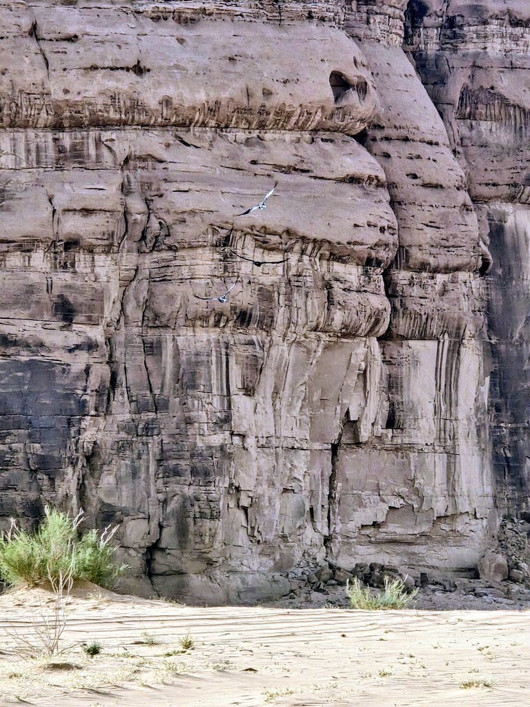 CrownstoneCamp's tweet photo. Kings Way, Wadi Rum, Jordan 🇯🇴 https://t.co/R2bsPaO4lc