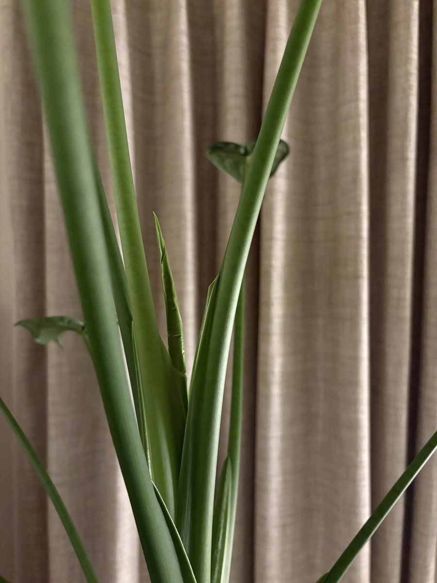 asako5322's tweet photo. すごい、また新芽🌱！！ https://t.co/rtLMloSbtm