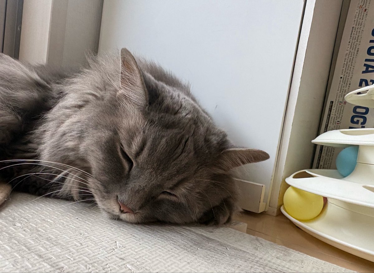 cottail's tweet photo. 花金
ぐっにゃい✨🌙

#いーくん🐱
#花金広報局 https://t.co/2qonbmlEtS