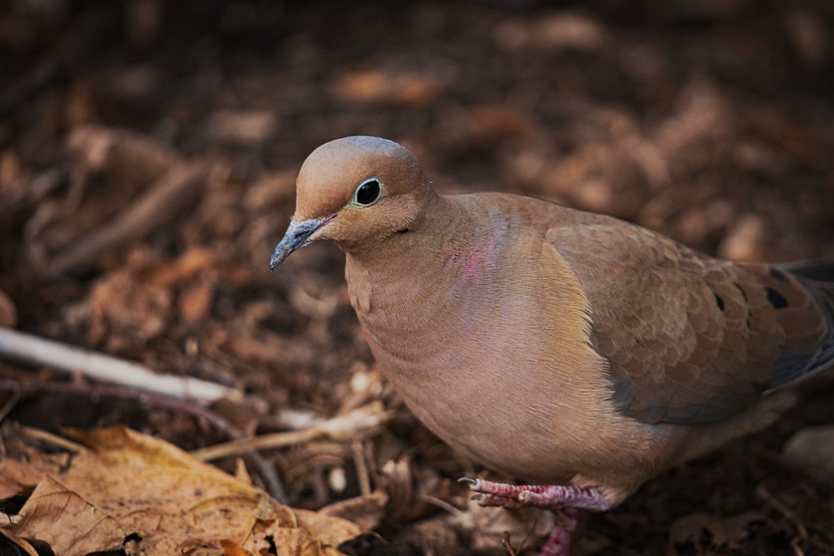 offlinemaxxing's tweet photo. silly silly mourning dove https://t.co/EZmaDXuEjL