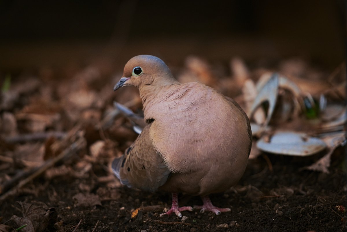 offlinemaxxing's tweet photo. silly silly mourning dove https://t.co/EZmaDXuEjL